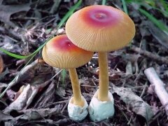 Amanita jacksonii