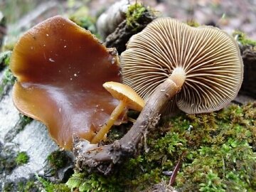 Image - photo of the Deadly Galerina mushroom (Galerina autumnalis)