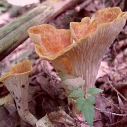 Image - photo of The Scaly-vase Chanterelle mushroom (Gomphus floccosus)