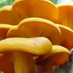 Image - photo of the Jack O'Lantern mushroom (Omphalotus illdens)