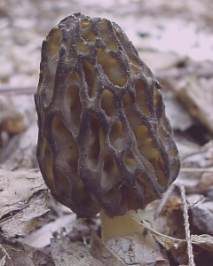 Image - photo of the edible Black Morel (Morchella elata)