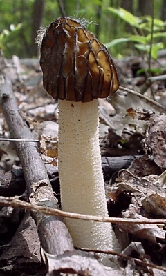 Image - photo of the edible Half-free Morel (Morchella semilibera)