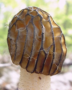 Image - photo of the edible Half-free Morel (Morchella semilibera)