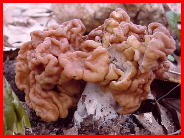Image - Photo of Korf's False Morel (Gyromitra korfii)