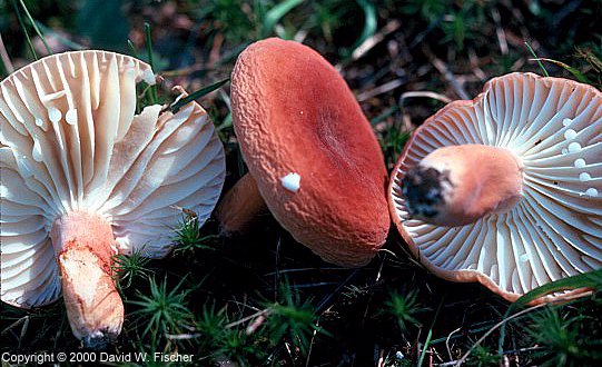 Hygrophorus Milky (L. hygrophoroides)
