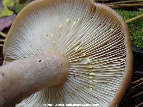 Yellow-latex Milky (Lactarius vinaceorufescens)