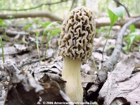 Image - Photo of the edible Yellow Morel (Morchella esculenta)