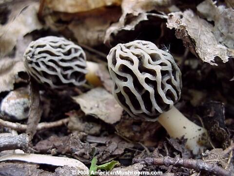 Image - Photo of very young specimens of the edible Yellow Morel (Morchella esculenta)