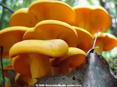 Omphalotus olearius