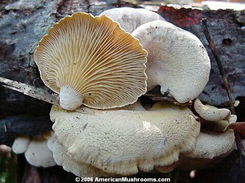 Panellus stipticus