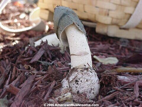 Impudent Stinkhorn (Phallus impudicus)