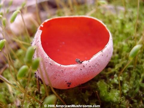 Scarlet Cup (Sarcoscypha coccinea)