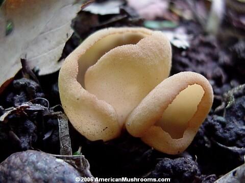 Tarzetta cupularis